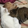 キャットブーンさんのプロフィール画像