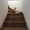 ねこさんのプロフィール画像