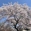 SANSEIさんのプロフィール画像