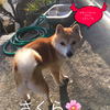 ホンダさんのプロフィール画像