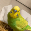 ハピコさんのプロフィール画像
