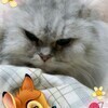 シュリさんのプロフィール画像