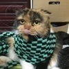 さとさんのプロフィール画像
