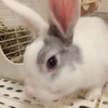 うさぎさんのプロフィール画像