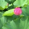 laulaleaさんのプロフィール画像