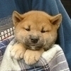 知史