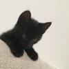 黒猫さんのプロフィール画像