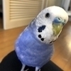 青い小鳥さんのプロフィール画像