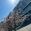 としさんさんのプロフィール画像
