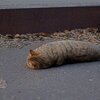 レンさんのプロフィール画像