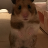 お餅モチモチさんのプロフィール画像