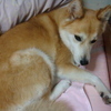 ヴィクさんのプロフィール画像