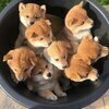なべしば犬さんのプロフィール画像