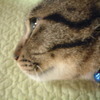 猫ぴさんのプロフィール画像