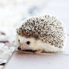 ねずみーさんのプロフィール画像