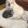 かよかよさんのプロフィール画像