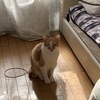 クリボーさんのプロフィール画像