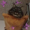 かさじぞうさんのプロフィール画像