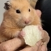 きなこさんのプロフィール画像