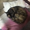 いろはさんのプロフィール画像