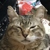とらさんのプロフィール画像