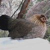 イズミ