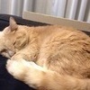 qoomamaさんのプロフィール画像