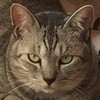 やえこさんのプロフィール画像