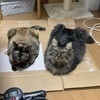 エルエンジェルさんのプロフィール画像