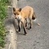 にゃんこさんのプロフィール画像