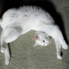 chirukaさんのプロフィール画像