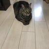 mickeyx1さんのプロフィール画像