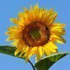 ひまわりさんのプロフィール画像