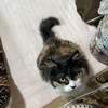 ハムラネコさんのプロフィール画像