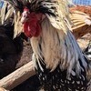 鶏さんさんのプロフィール画像