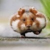切昆布さんのプロフィール画像