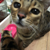 猫グルい。さんのプロフィール画像