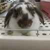 Mofuさんのプロフィール画像