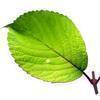ＬＥＡＦさんのプロフィール画像