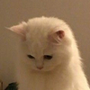 ニャロメ