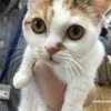 にゃんこスターさんのプロフィール画像