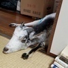 全適堂　緒方さんのプロフィール画像