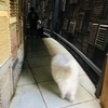 ronzouさんのプロフィール画像