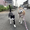 かわちゃん→にくQずさんのプロフィール画像