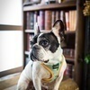 ぼすとんフレンチさんのプロフィール画像