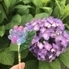 ちりさんのプロフィール画像