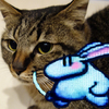 ブルラビさんのプロフィール画像