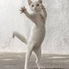 ねねこさんのプロフィール画像