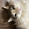 みるくてぃさんのプロフィール画像