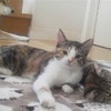 ちゃめ猫さんのプロフィール画像